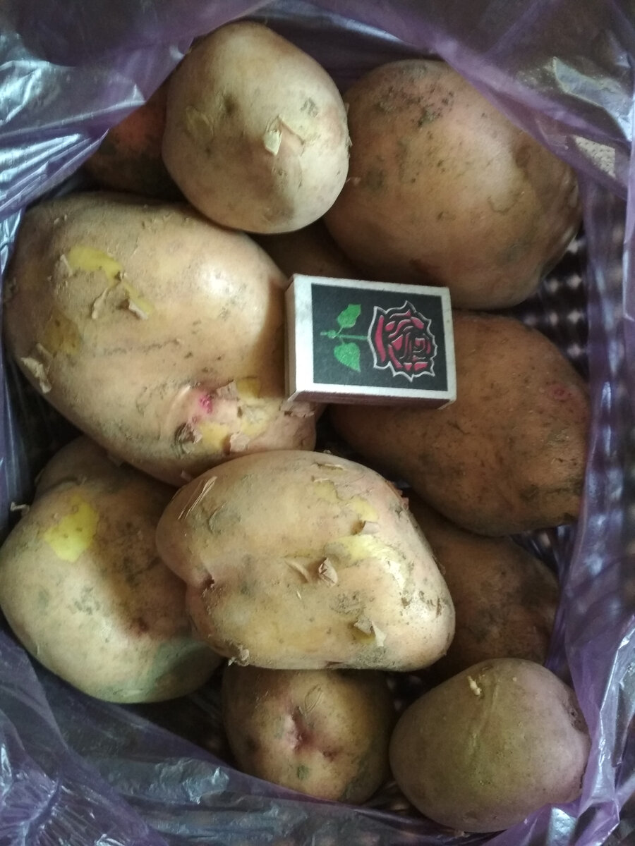 Картошка не перебранная, разного размера