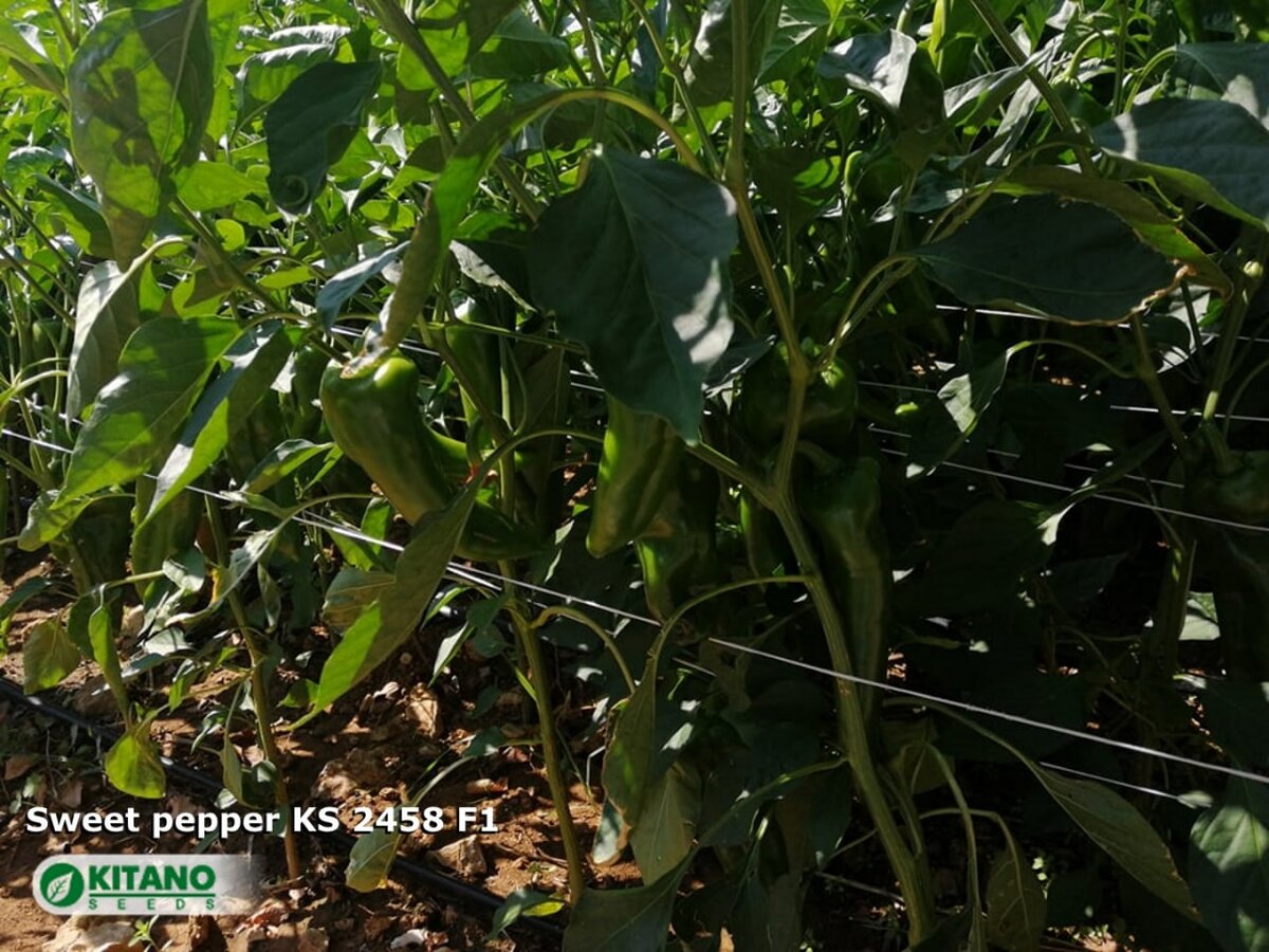 перец KS 2458 F1