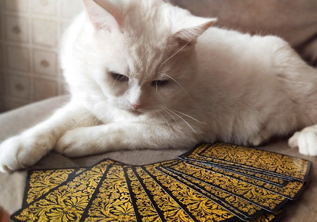 Белый кот и карты Таро. Фото автора