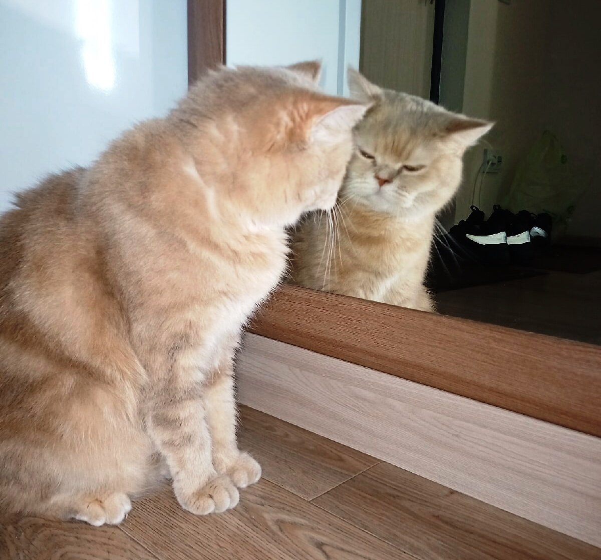 Алиса в зазеркалье (фото автора)