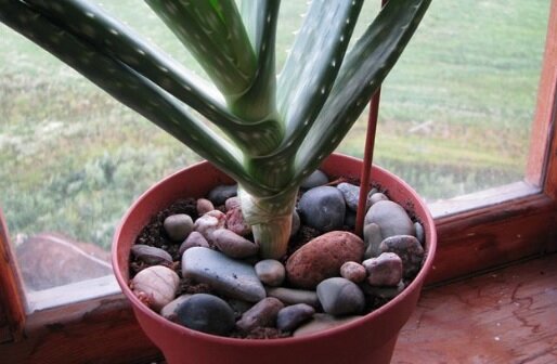 Фото: http://www.flowers.bitrix.ru