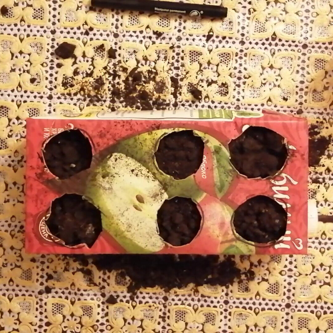 Выращивание зеленого лука в домашних условиях. Фото 1.