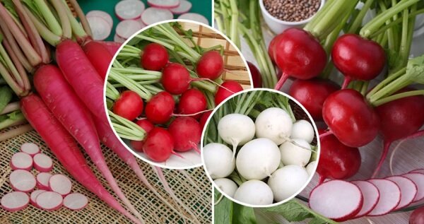 Сорта редиса