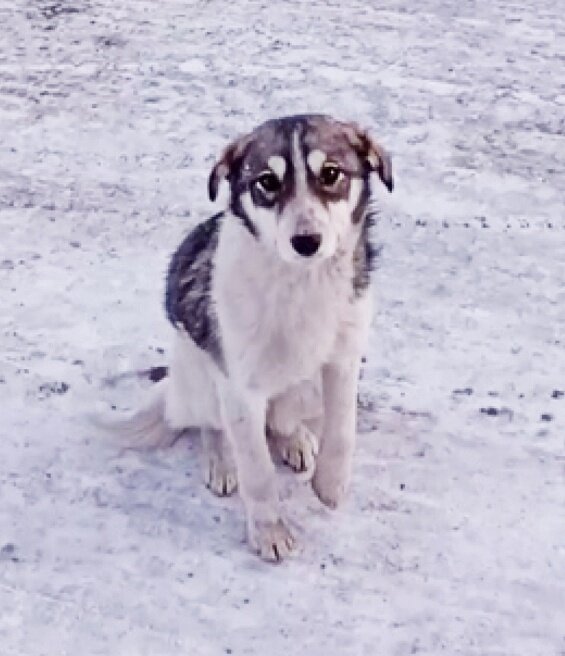 Ласка