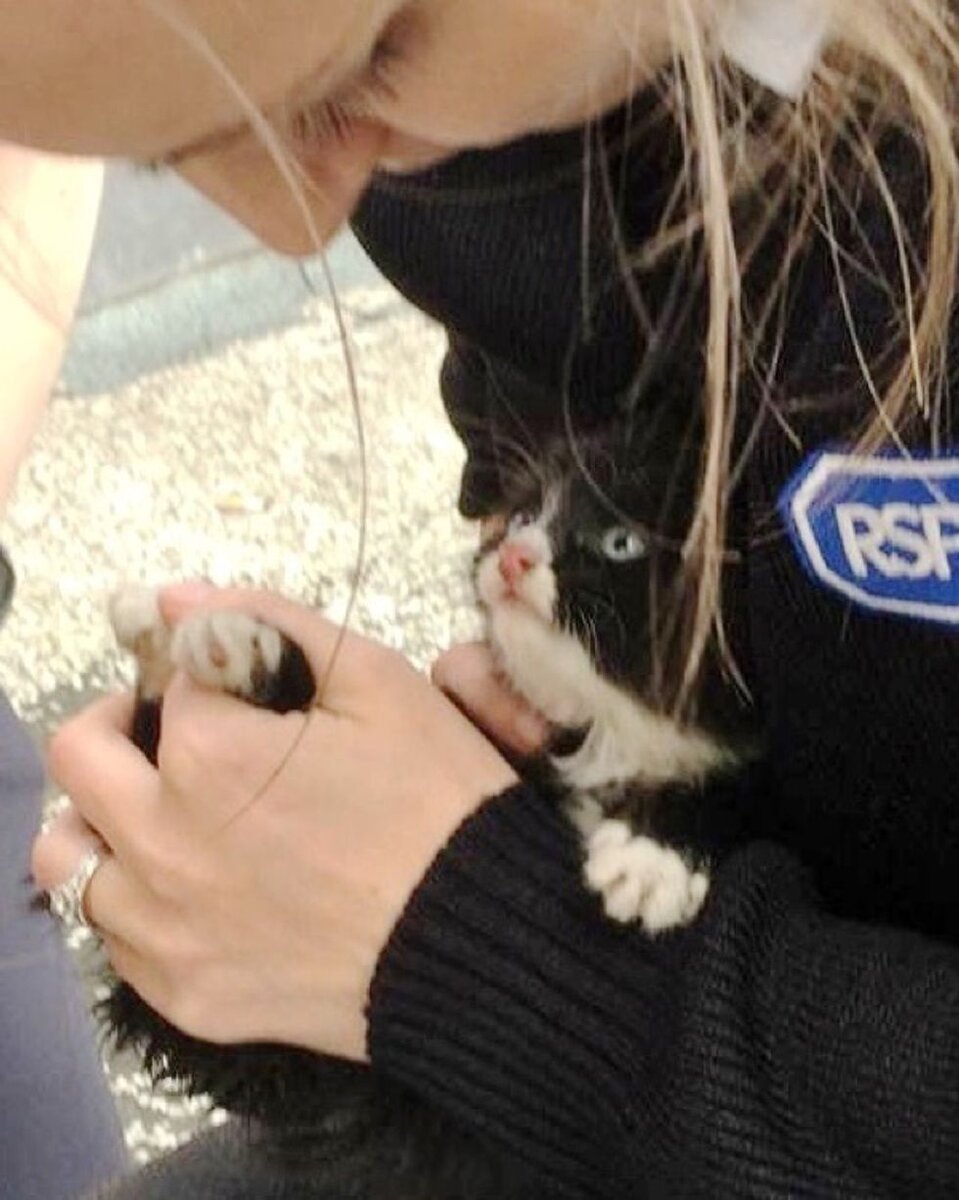 После спасения. Источник фото: https://www.lovemeow.com/kitten-trapped-in-gap-rescue-2576135859.html