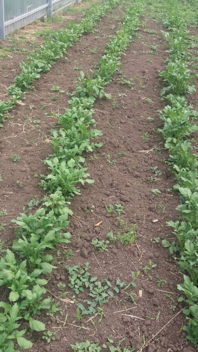 Прошлый год, наш картофель в апреле