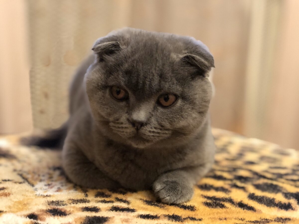 британцам можно. британцам можно. котенок кушает. британцам можно. британский короткошерстный кот серый.