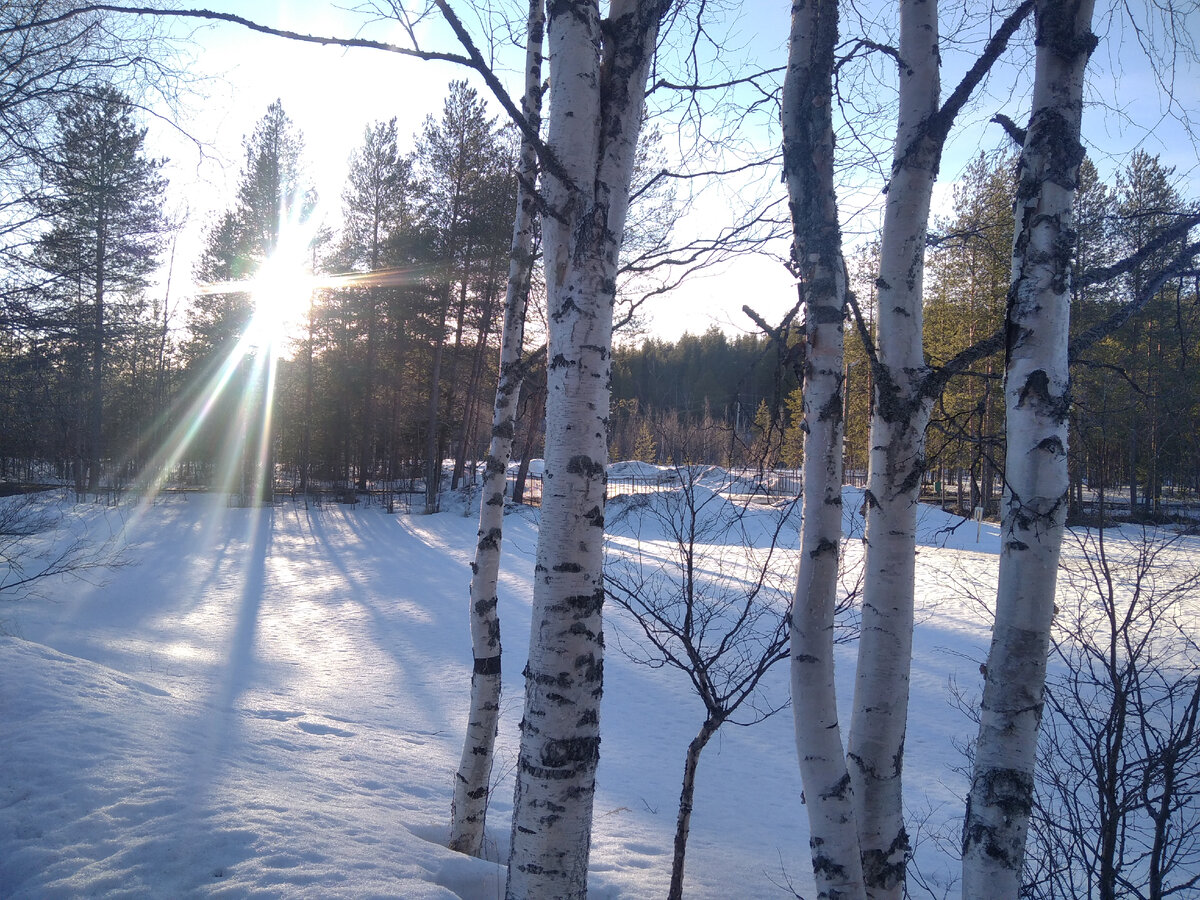 Белые берёзы