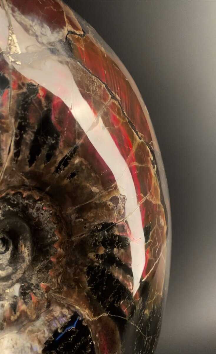 Аммонит Craspedodiscus discofalcatus. Ульяновская обл.