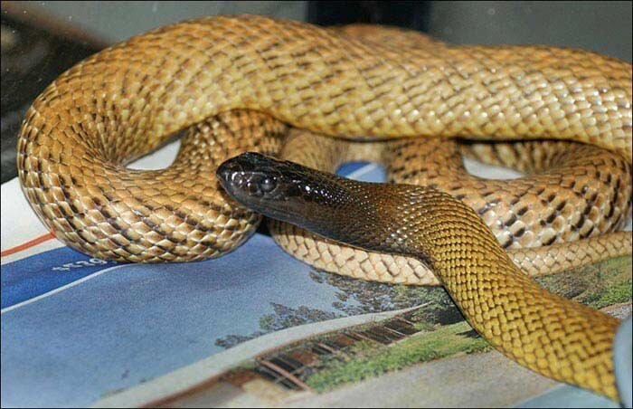 Змея, которая меняет свой окрас в зависимости от времени года: летом она яркая, а зимой более темная. Это – самая ядовитая в мире змея. Место обитания – Центральная Австралия. Яд одной такой рептилии может убить до 100 взрослых людей. Если змея чувствует опасность, то скручивается и вибрирует окончанием хвоста.