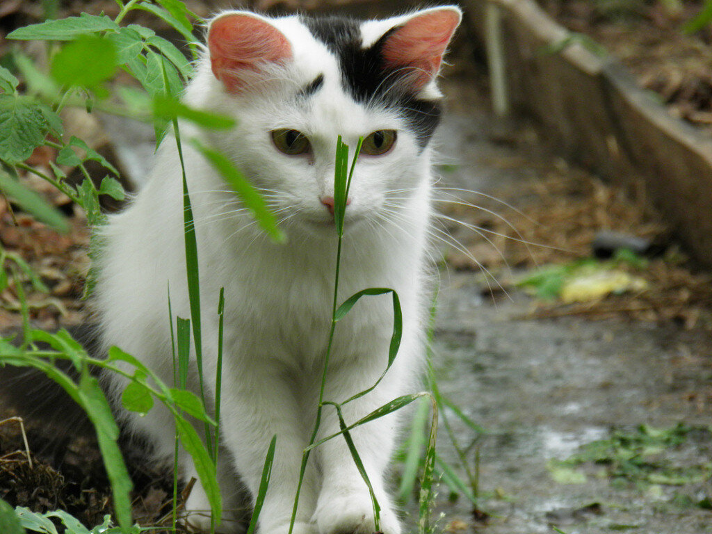 Это моя кошечка Пуся