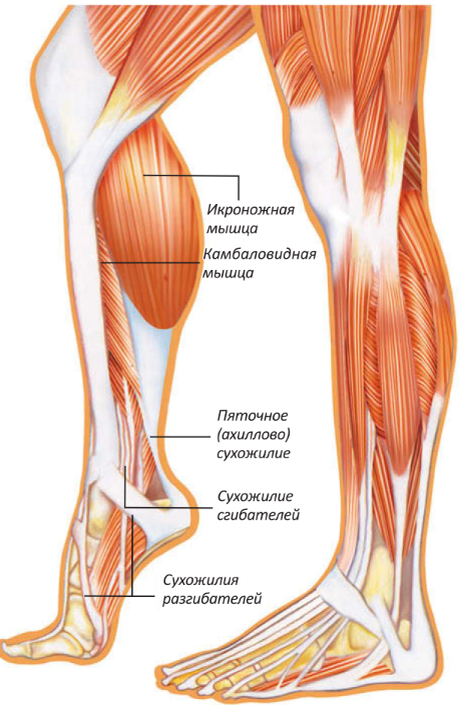 Почему икра называется икрой. Икроножная и камбаловидная мышцы. Сухожилия икроножной мышцы анатомия. Камбаловидная мышца ноги.