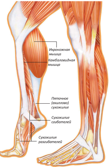 Мышцы икры. Икроножная и камбаловидная мышцы. Сухожилия икроножной мышцы анатомия. Строение ноги сзади ниже колена. Камбаловидная мышца голени анатомия.