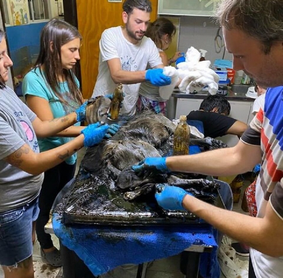 9 часов труда, 50 литров масла и 8 человек спасли собаку