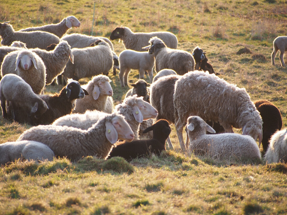 мастит у овец лечение | Дзен