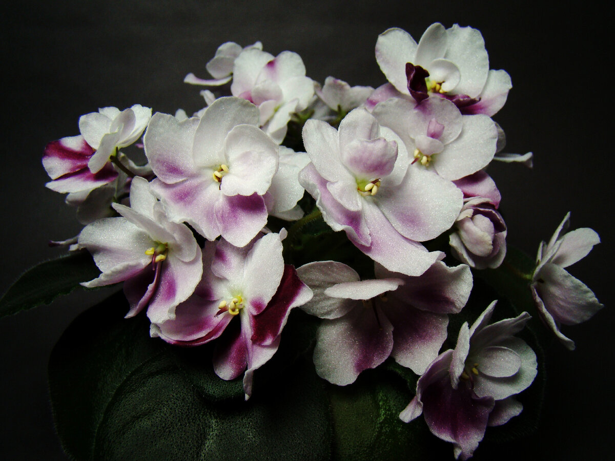 Mac's Southern Springtime