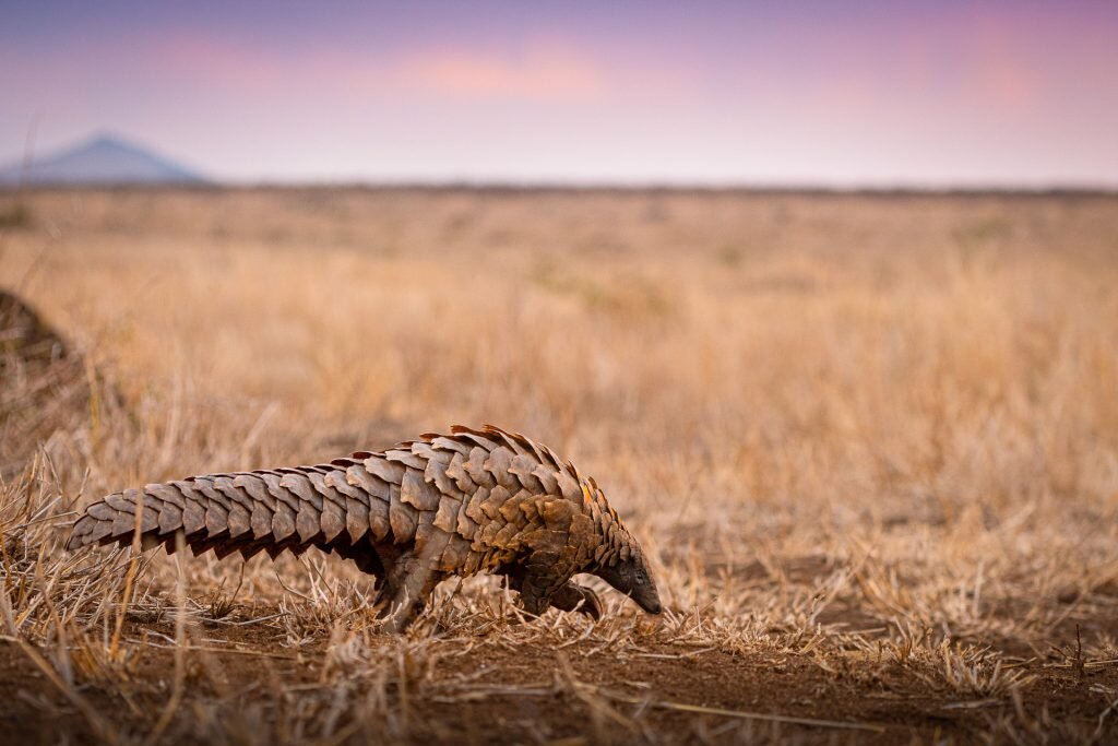 Shannon Wild, Australia