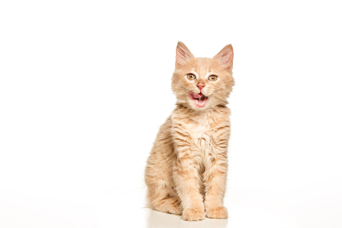 <a href='https://ru.freepik.com/photos/animal'>Animal фото создан(а) master1305 - ru.freepik.com</a>