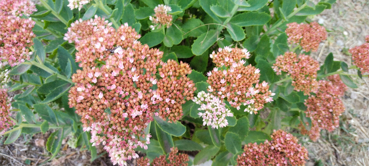 Естественный процесс природы - увядание. Фото автора канала