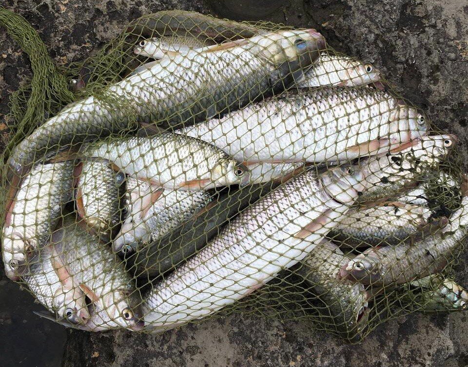 Рыбалка на Каспийском море. Ужи в Каспийском море.