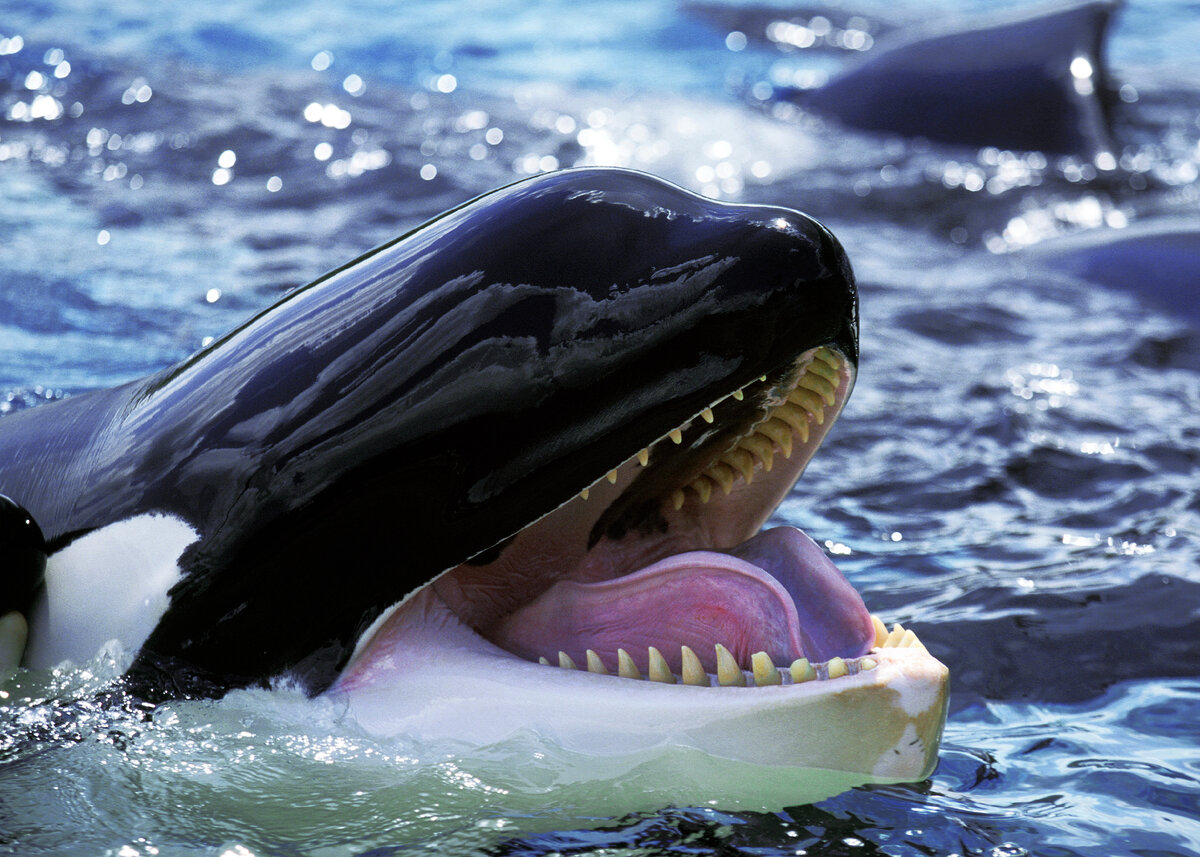 Взрослая косатка (Orcinus orca) / shutterstock.com