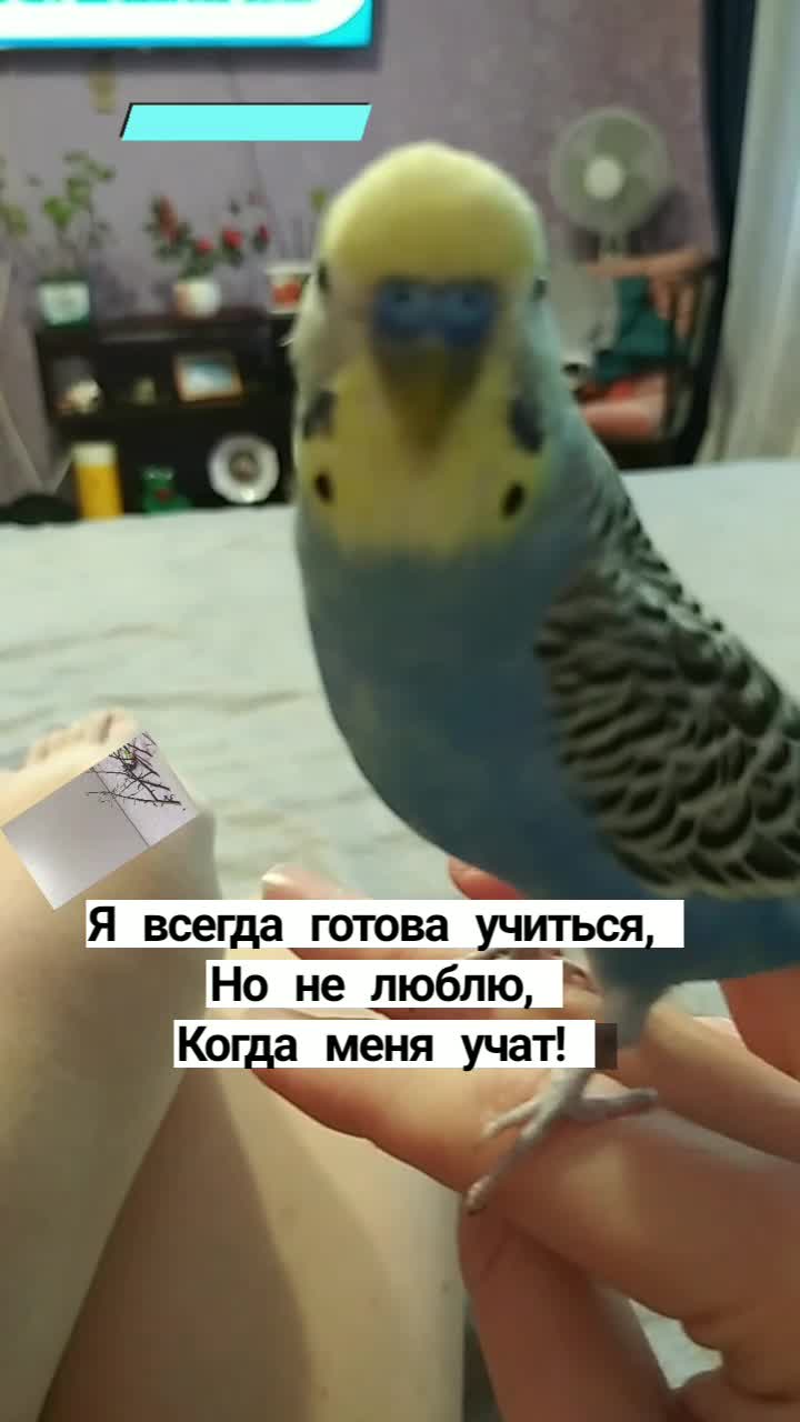 Будни птичек 🦜🦜🦜 | доказано и жизненно: чем больше я остаюсь дома, тем  бездомнее у меня вид 🙃 | Дзен