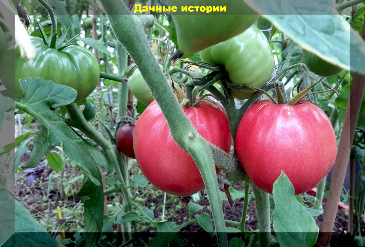 Томаты абаканский розовый описание сорта фото отзывы