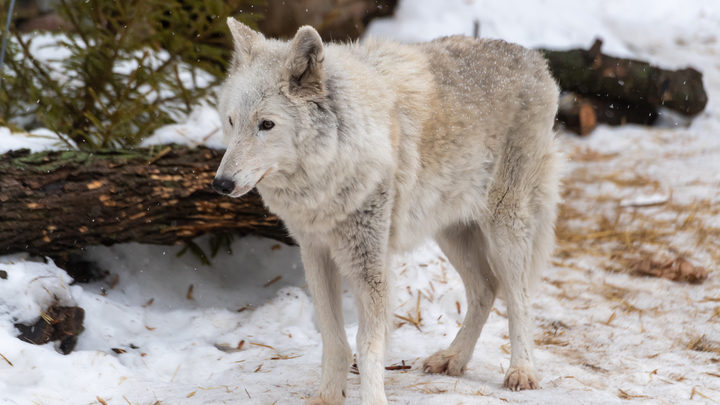 KOMSOMOLSKAYA PRAVDA/GLOBAL LOOK PRESS 