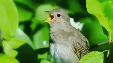 Удивительно, как эта маленькая птичка может петь. Смотреть обязательно ...