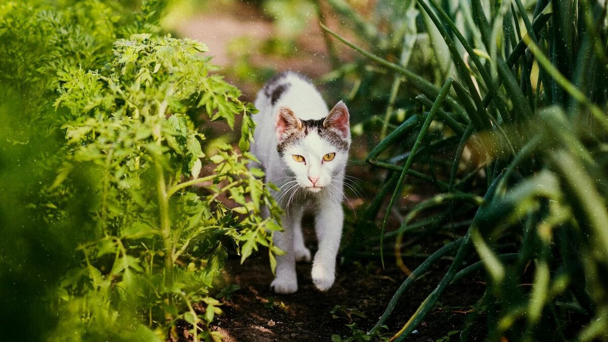    Кот прогуливается в саду© Фото : freepik