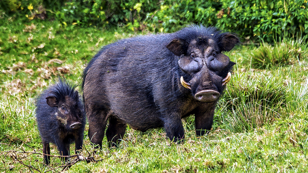 Лесную свинью почти невозможно встретить в зоопарках. Причина — тот самый замысловатый рацион из зелени. В неволе слишком тяжело обеспечить животного подходящим ему меню. 