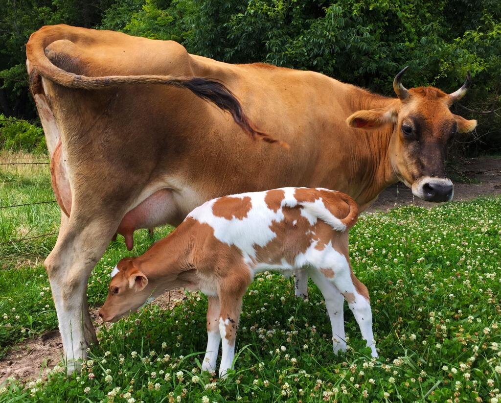 Серозный мастит у коров: причины, симптомы и лечение | компания NITA-FARM