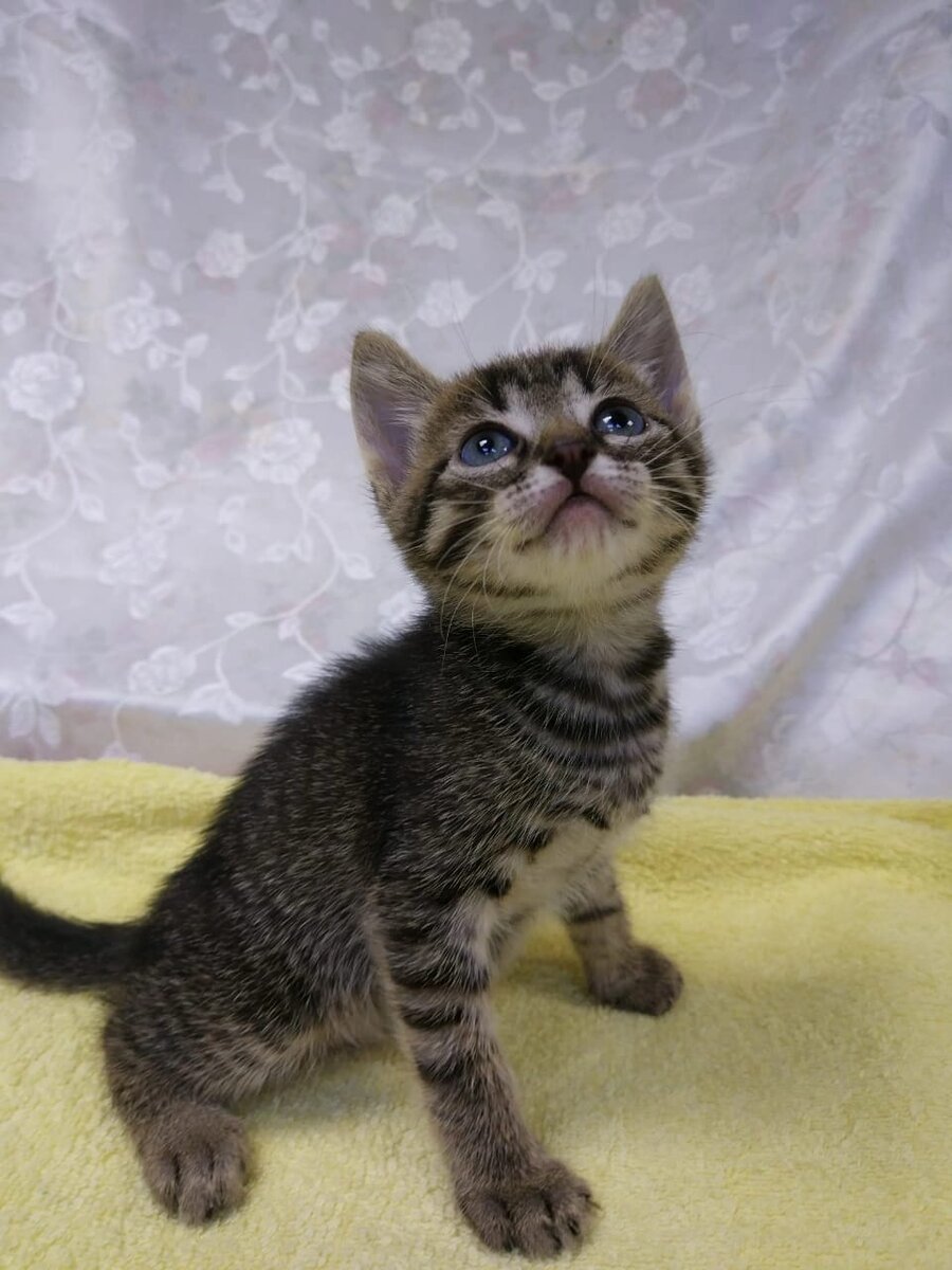 Такими крошками взяли двух братиков из нашего приюта 5 лет назад...