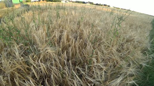 продолжаем уборку ячменя по календарю август 23год.с раннего посева ...