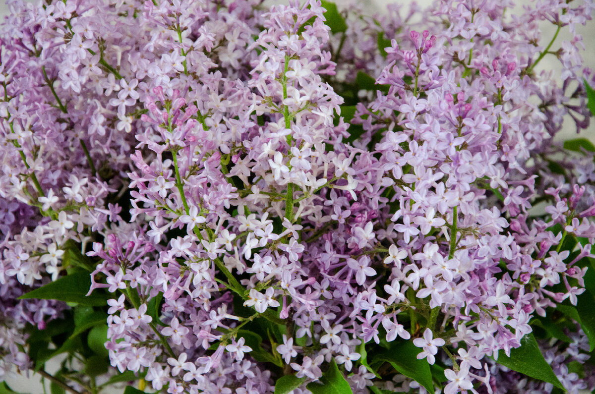 Цветущее дерево. Цветет Сирень. Фото Зеленой Стрекозы
