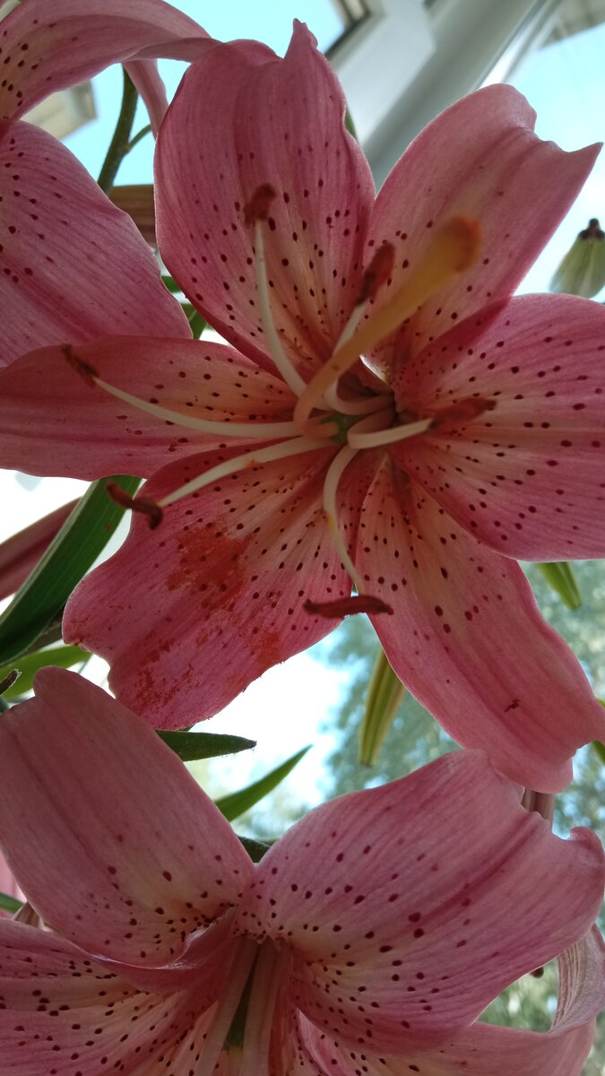 И лилии для вас, мои читатели!