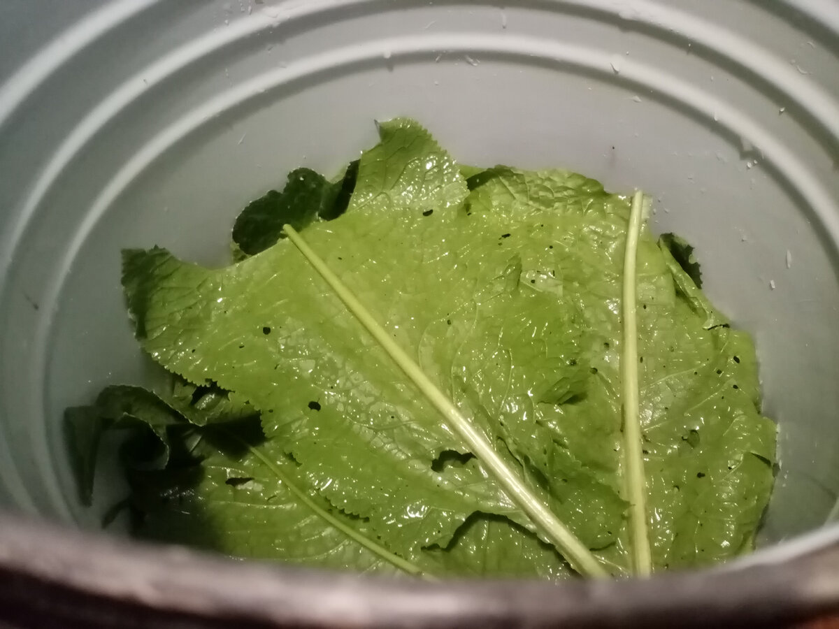 Как выглядит лист хрена для засолки How to Grow Horseradish Horseradish plant, Growing horseradish, Backyard plants