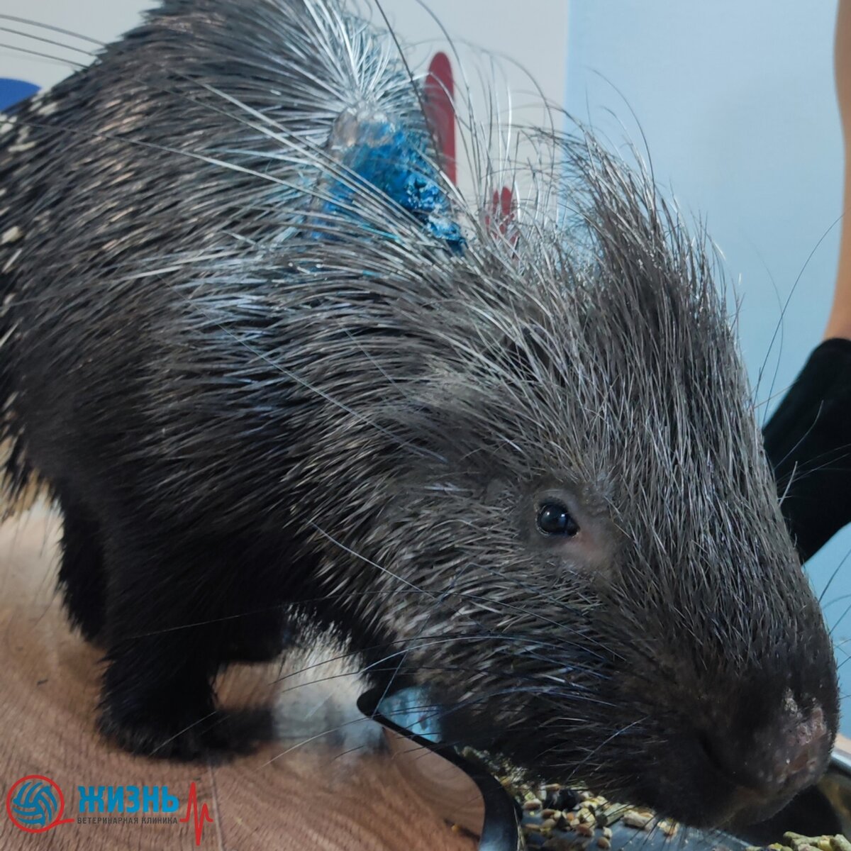 Лечение дикобраза в ветеринарной клинике в Калуге "Жизнь"