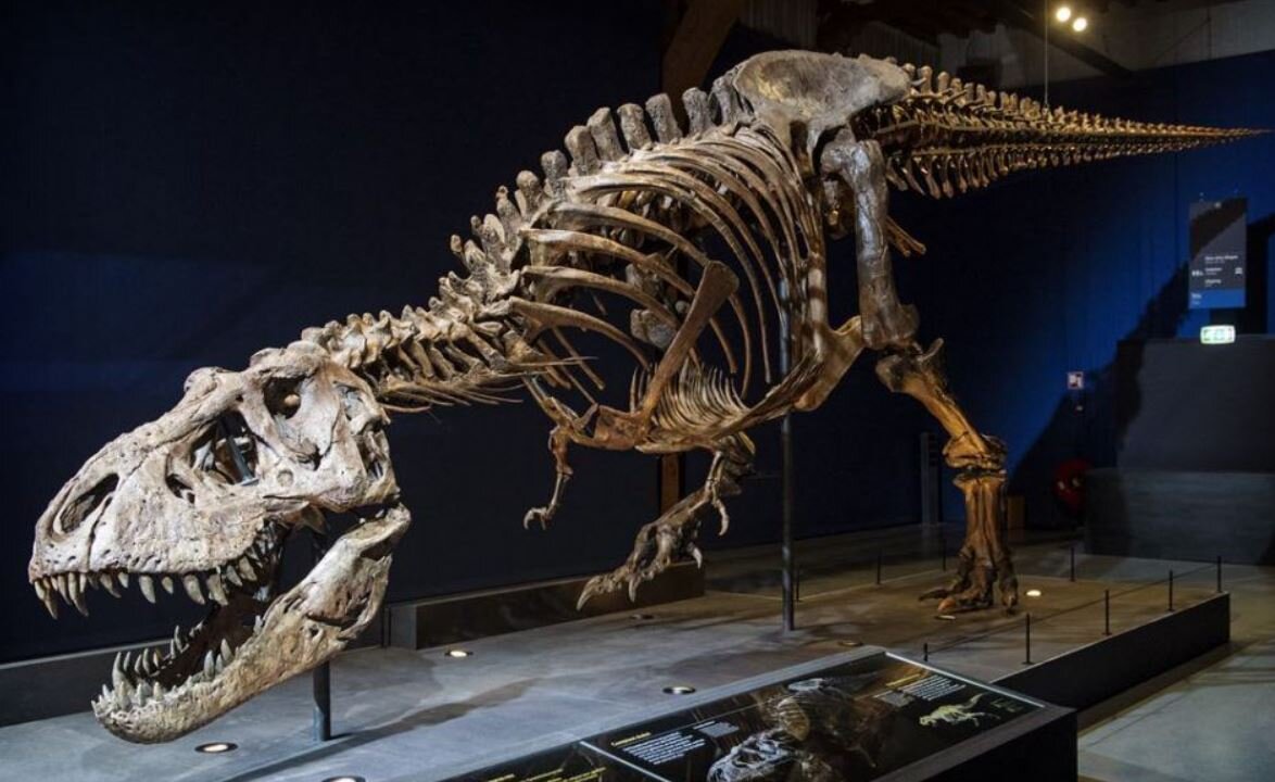 скелет динозавра в музее