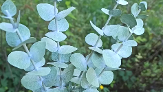 Фоамиран цветы. Молды из силикона и пластика. | Реалистичный эвкалипт ...