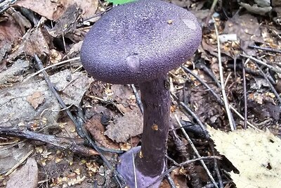    Редкий гриб – паутинник фиолетовый, занесенный в Красную Книгу Московской области ©Пресс-служба министерства экологии и природопользования Московской области