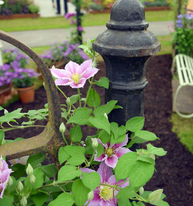 Фото THORNCROFT CLEMATIS & CLIMBERS LTD