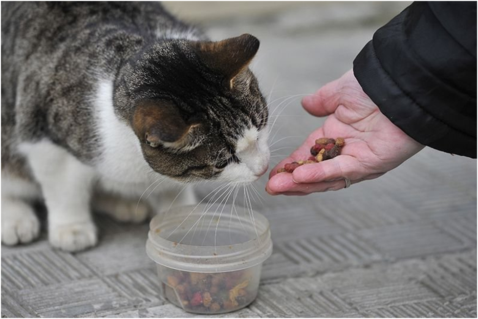 Помогли кошкам. Кормление бездомных животных. Подкармливать бездомных животных. Кормить бездомных кошек. Покормила бездомного котенка.