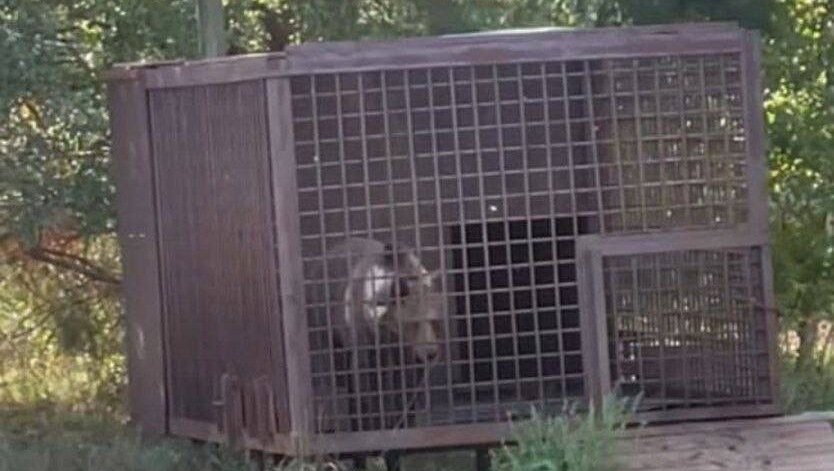     Неизвестные поймали медведя и посадили его в клетку. Дикое животное заметили в поселке Камский Рыбно-Слободского района. Об этом сообщили в Telegram-канале «В Казани Поймут».