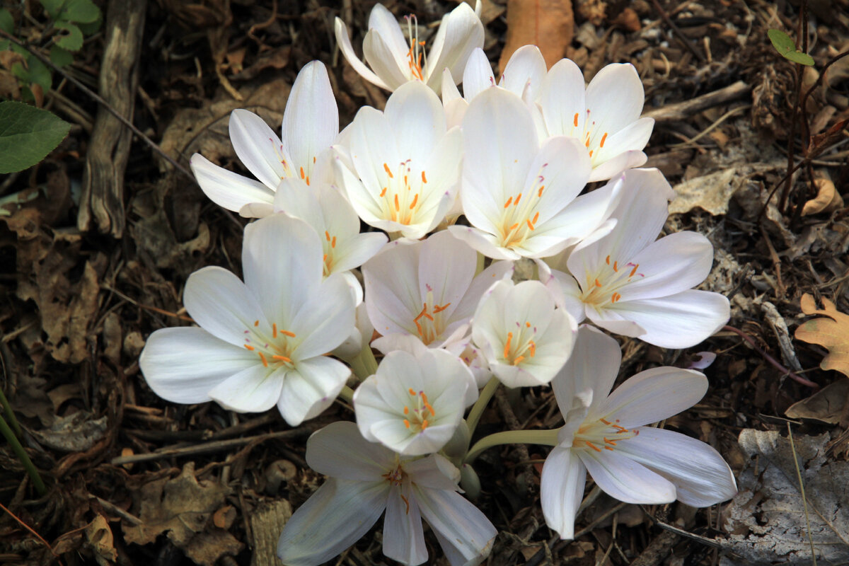 Безвременник великолепный Colchicum speciosum Stev