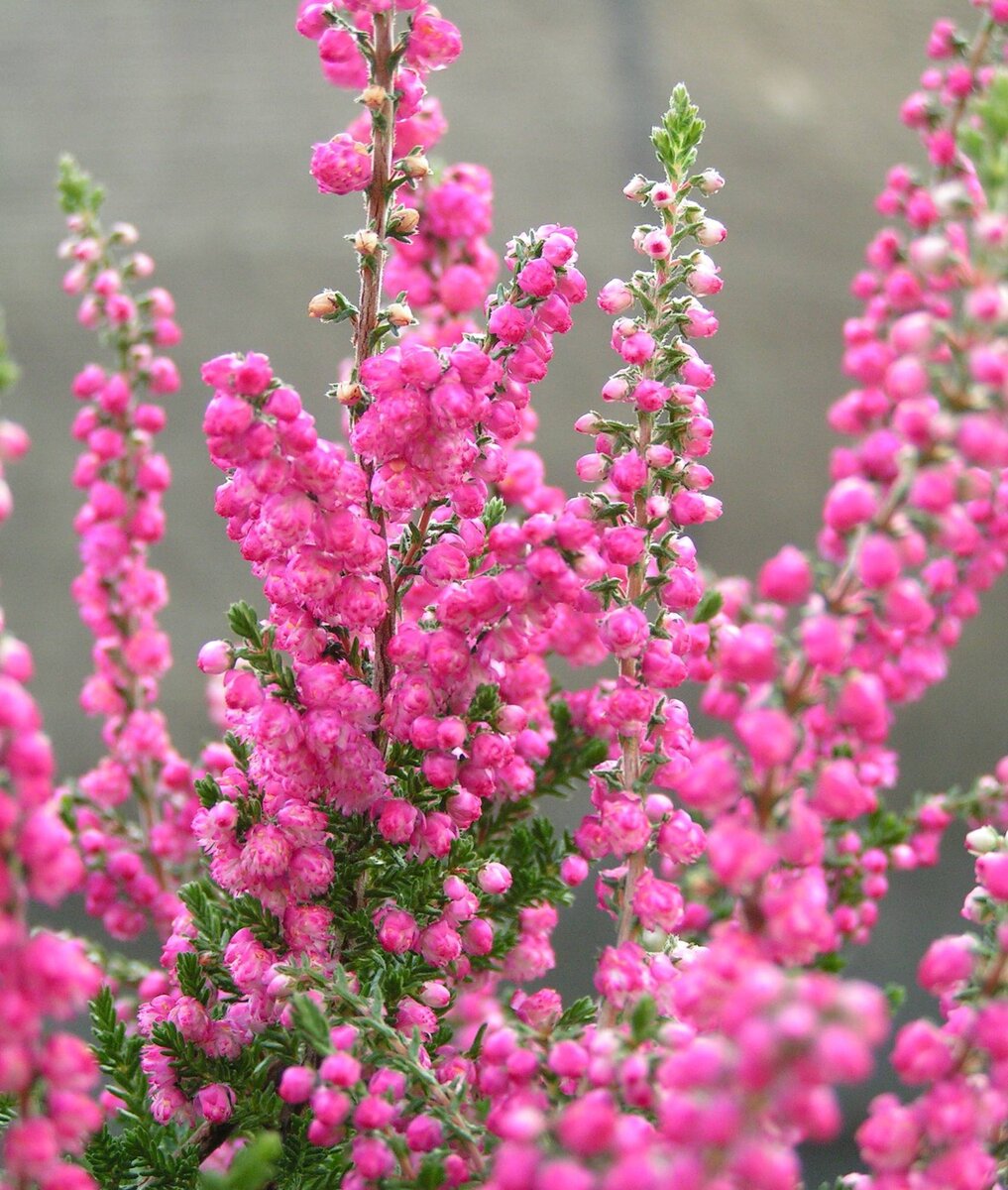 Верис. Вереск Calluna vulgaris. Вереск обыкновенный (Calluna vulgaris). Calluna vulgaris растение. Вереск обыкновенный Аллегро.