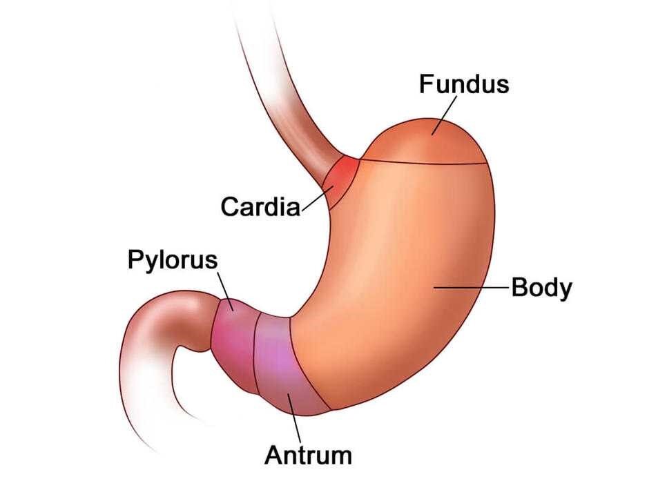 Кардия отзывы. Кардия желудка что это такое анатомия. Желудок кардиальный отдел желудка. Антральный и пилорический отделы желудка. Анатомия желудка антральный отдел.