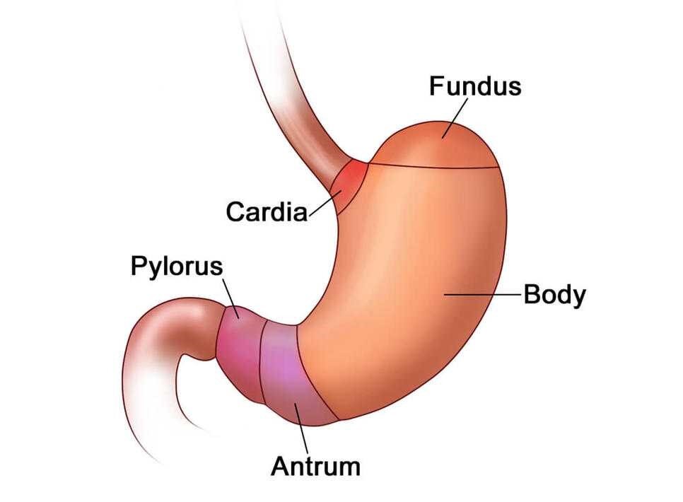 Причины кардии. Кардия желудка что это такое анатомия. Желудок кардиальный отдел желудка. Антральный и пилорический отделы желудка. Анатомия желудка антральный отдел.