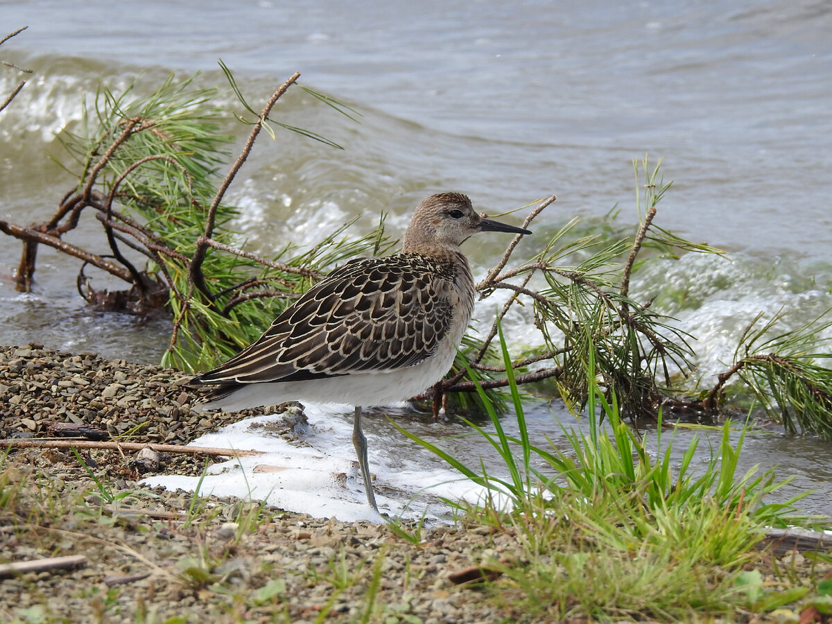 Турухтан-охлотоп, 3 сентября 2023, Свердловская область, фото автора