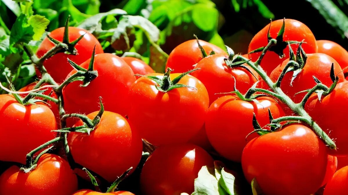 Как собрать домашние семена помидоров, чтобы получить богатый урожай вследующем году – инструкция от опытных садоводов
